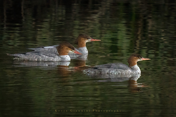 Common Mergansers