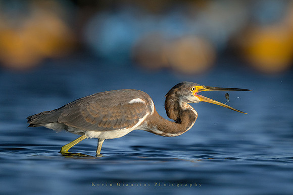 Tricolored Heron with catch