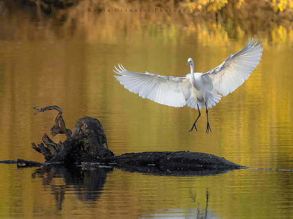 Great Egret