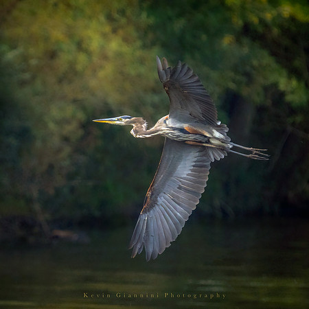 Great Blue Heron