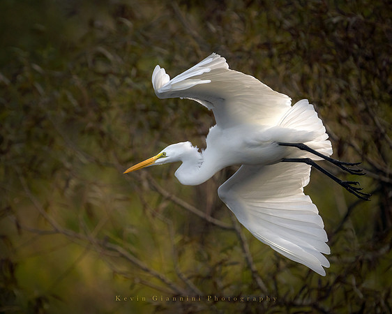 Great Egret