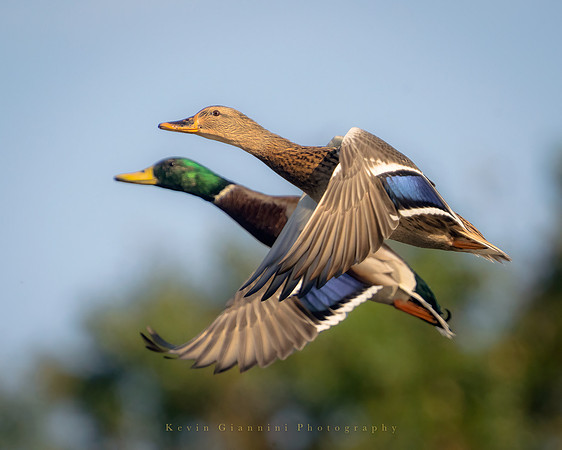 Mallard ducks