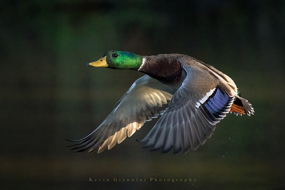 Mallard duck