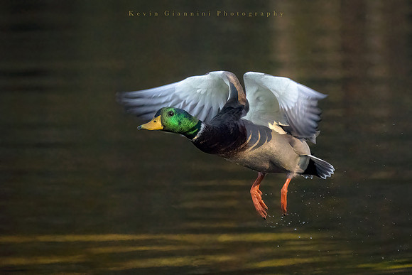 Mallard duck