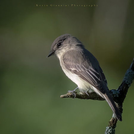 Eastern Phoebe