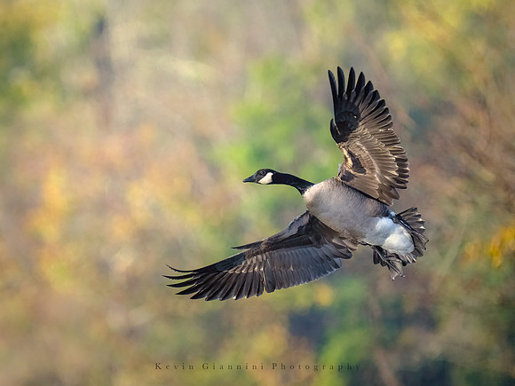 Canada Goose