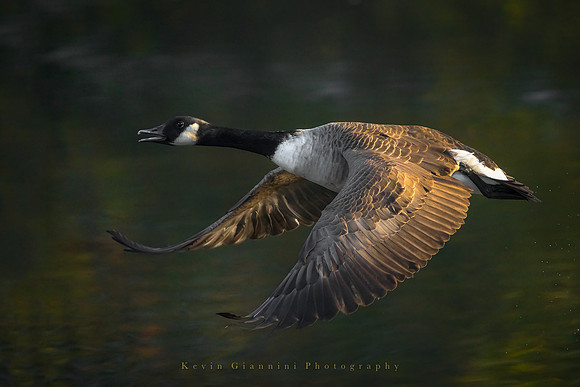 Canada Goose