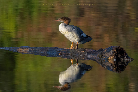 Common Merganser