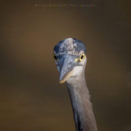 Great Blue Heron