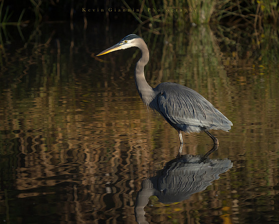 Great Blue Heron