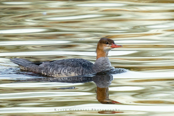 Common Merganser