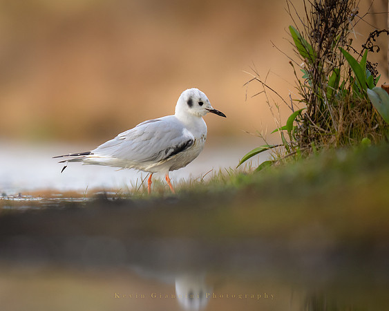 Bonaparte's Gull