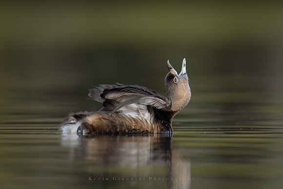 Pied-billed Grebe