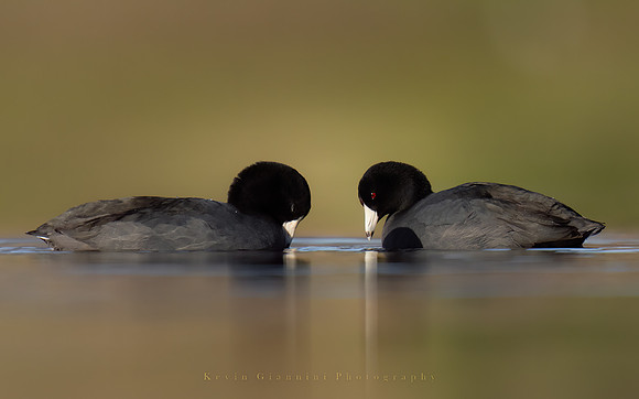 American Coots
