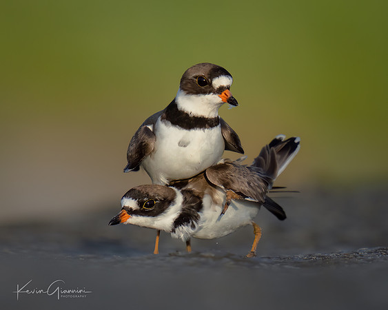 Semi-palmated Plovers mating