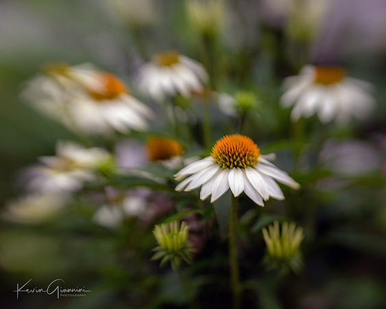 Cone Flowers