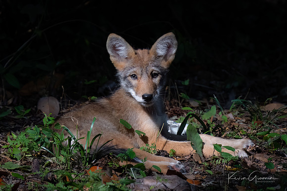 Coyote Pup