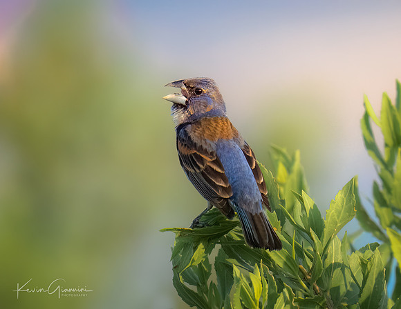 Blue Grosbeak