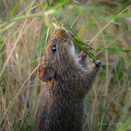 Cotton Rat
