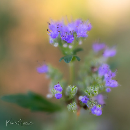 Flower Macro