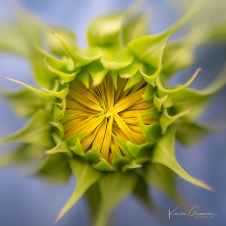 Backyard Sunflower