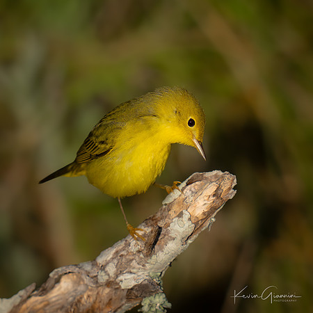 Yellow Warbler