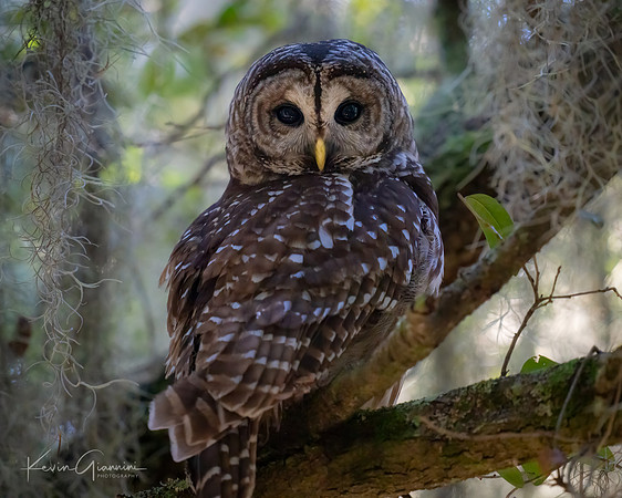 Barred Owl