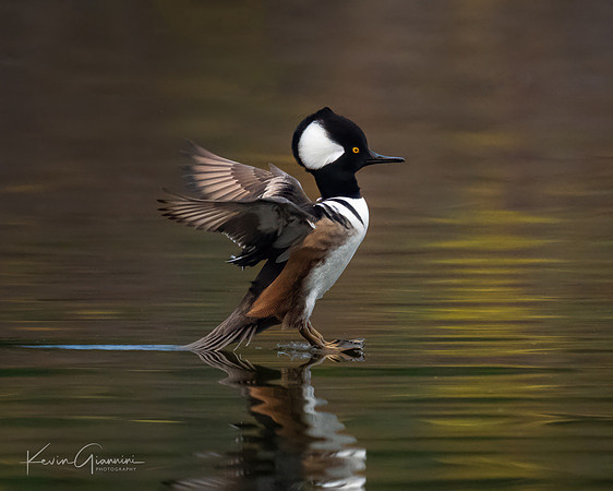 Hooded Merganser Landing