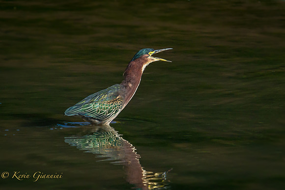 Green Heron