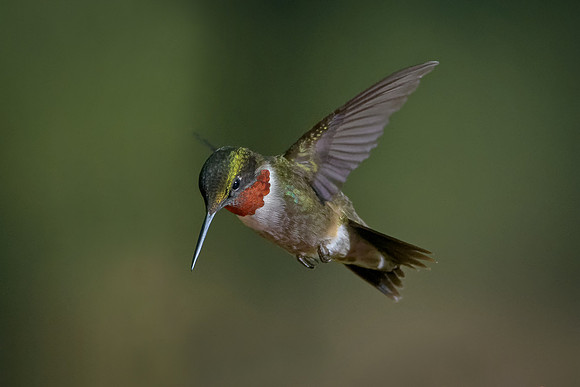 Ruby-throated Hummingbird