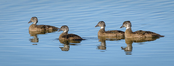Wood Ducklings