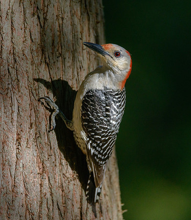 Red-bellied Woodpecker
