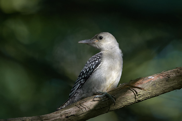 Juvenile Red-bellied Woodpecker