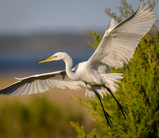 Great Egret