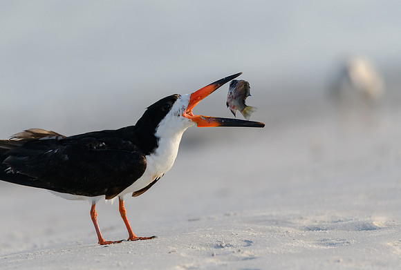Black Skimmer