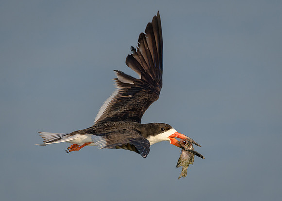 Black Skimmer