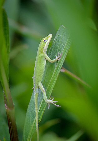 Carolina Anole