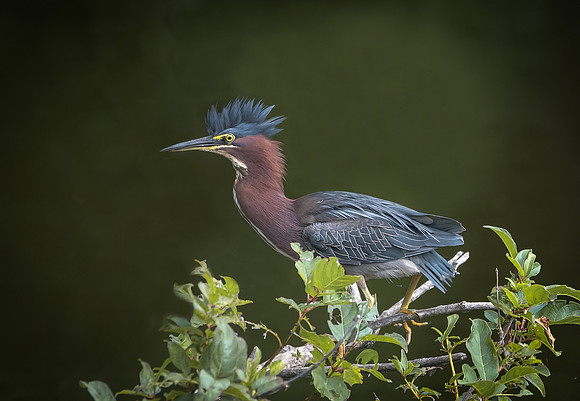 Green Heron