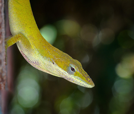 Carolina Anole