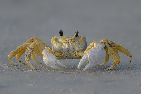 Ghost Crab