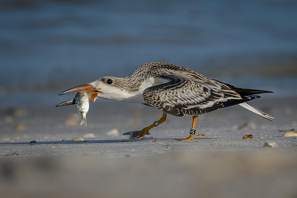 Black Skimmer