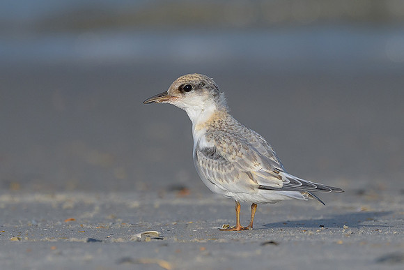 Least Tern Juvenile