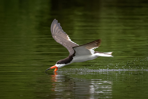 Black Skimmer