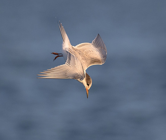 Least Tern Juvenile