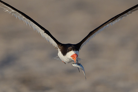 Black Skimmer