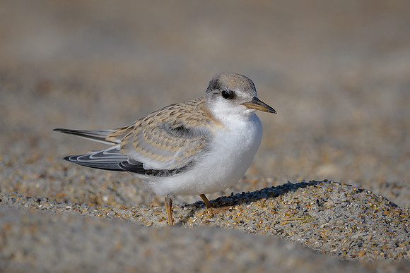 Least Tern Juvenile