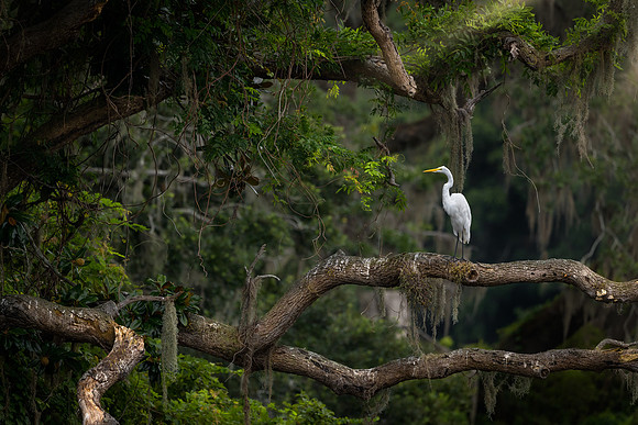Great Egret