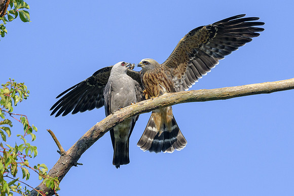 Mississippi Kites
