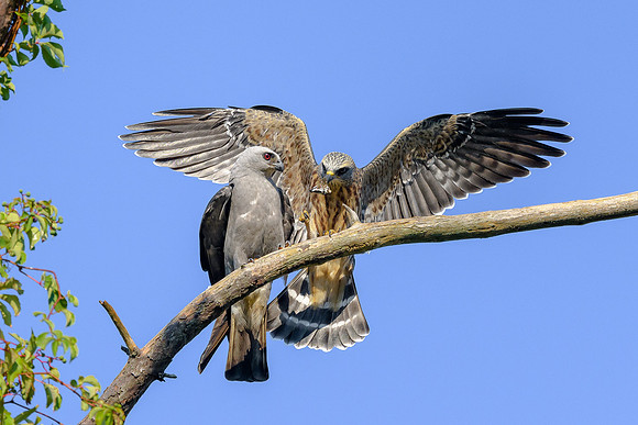 Mississippi Kites