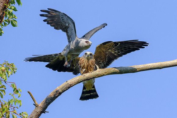 Mississippi Kites